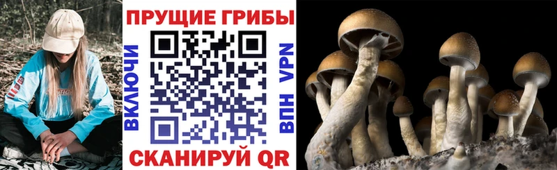 Галлюциногенные грибы GOLDEN TEACHER маркетплейс состав Похвистнево кракен рабочий сайт